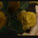 彼女は薔薇